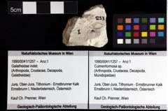 Foto (Objket + Etiketten) von Culmenformosa sp. 